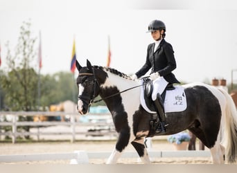 Barokowy pinto, Ogier, 4 lat, 171 cm, Srokata