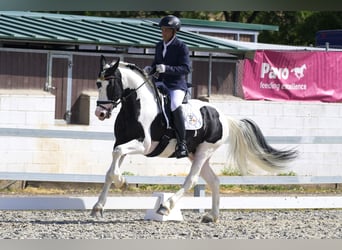 Barokowy pinto, Ogier, 6 lat, 161 cm, Tobiano wszelkich maści