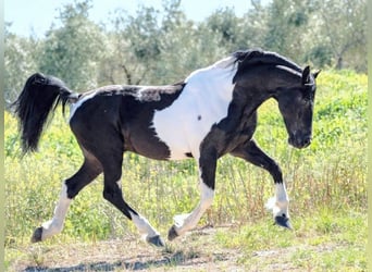 Barokowy pinto, Ogier, 8 lat, 167 cm, Srokata