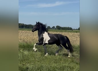 Barokowy pinto, Ogier, 3 lat, Kara