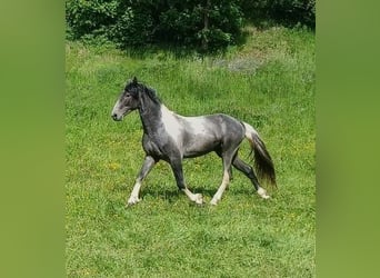 Barokowy pinto, Ogier, 3 lat, 165 cm, Tobiano wszelkich maści