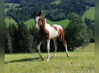 Barokowy pinto, Ogier, Źrebak (04/2023), Srokata