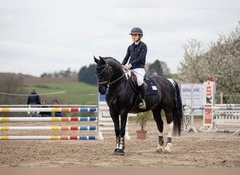 Barokowy pinto, Wałach, 10 lat, 157 cm, Srokata