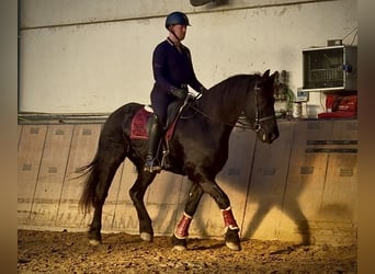 Barokowy pinto, Wałach, 11 lat, 157 cm, Kara