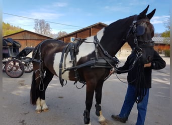Barokowy pinto, Wałach, 12 lat, 170 cm, Srokata