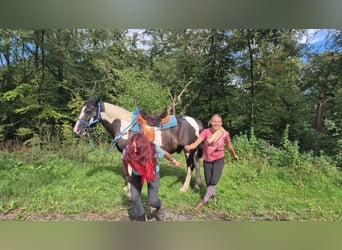 Barokowy pinto, Wałach, 14 lat, 156 cm, Srokata