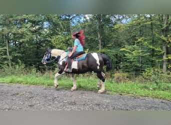 Barokowy pinto, Wałach, 14 lat, 156 cm, Srokata