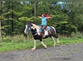 Barokowy pinto, Wałach, 14 lat, 156 cm, Srokata