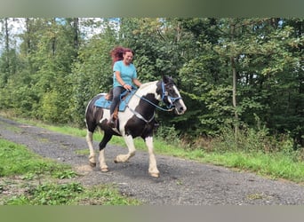 Barokowy pinto, Wałach, 14 lat, 156 cm, Srokata