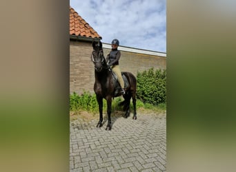 Barokowy pinto, Wałach, 3 lat, 160 cm, Kara