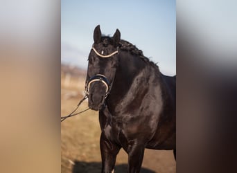 Barokowy pinto, Wałach, 4 lat, 158 cm, Kara