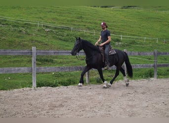 Barokowy pinto, Wałach, 5 lat, 165 cm, Kara