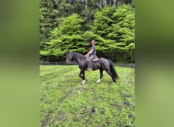 Barokowy pinto, Wałach, 5 lat, 165 cm, Kara