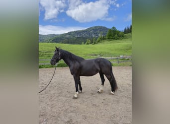 Barokowy pinto, Wałach, 5 lat, 165 cm, Kara