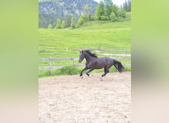 Barokowy pinto, Wałach, 5 lat, 165 cm, Kara