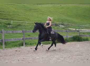 Barokowy pinto, Wałach, 5 lat, 165 cm, Kara