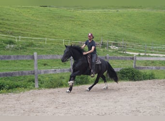 Barokowy pinto, Wałach, 5 lat, 165 cm, Kara