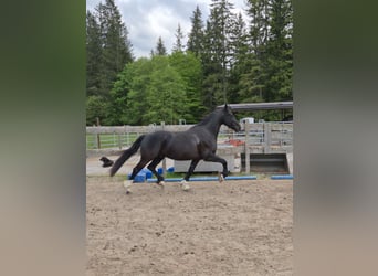 Barokowy pinto, Wałach, 5 lat, 165 cm, Kara