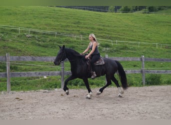 Barokowy pinto, Wałach, 5 lat, 165 cm, Kara