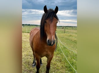 Barokowy pinto Mix, Wałach, 6 lat, 163 cm, Jasnogniada