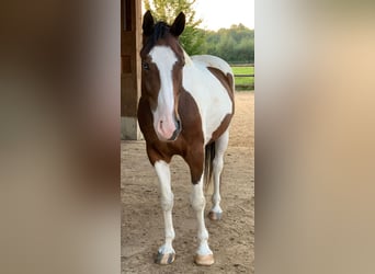 Barokowy pinto Mix, Wałach, 7 lat, 163 cm, Overo wszelkich maści