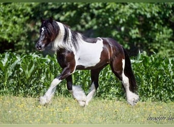 Barokowy pinto, Wałach, 8 lat, 164 cm, Srokata