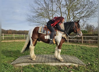Barokowy pinto, Wałach, 9 lat, 150 cm, Srokata