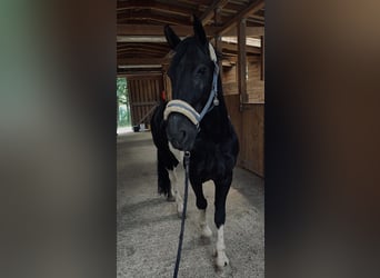 Barokowy pinto, Wałach, 9 lat, 155 cm, Srokata