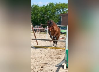 Barokowy pinto Mix, Wałach, 9 lat, 175 cm, Gniada