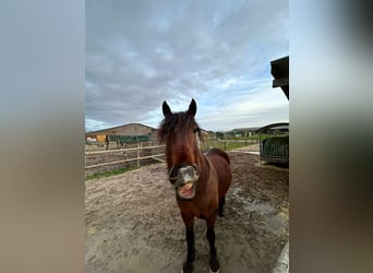 Barokowy pinto Mix, Wałach, 9 lat, 175 cm, Gniada