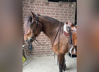 Barokowy pinto Mix, Wałach, 9 lat, 175 cm, Gniada