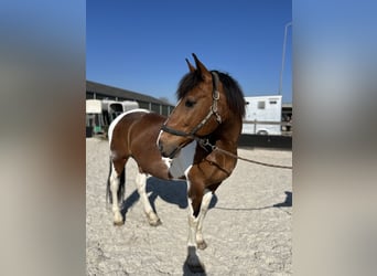 Barokowy pinto Mix, Wałach, 15 lat, 165 cm