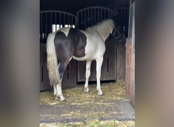 Barokowy pinto, Wałach, 2 lat, Srokata