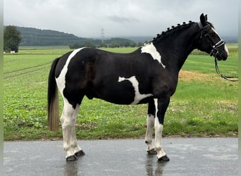 Barokowy pinto Mix, Wałach, 4 lat, 154 cm, Srokata