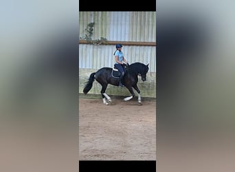 Barokowy pinto, Wałach, 5 lat, 166 cm, Kara