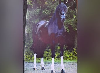 Barokowy pinto, Wałach, 5 lat, 166 cm, Kara