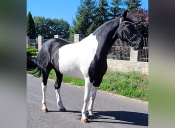 Barokowy pinto Mix, Wałach, 8 lat, 160 cm, Srokata