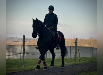 Baroque Pinto, Gelding, 11 years, 15,1 hh, Black