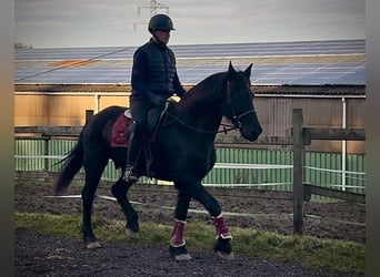 Baroque Pinto, Gelding, 11 years, 15,1 hh, Black