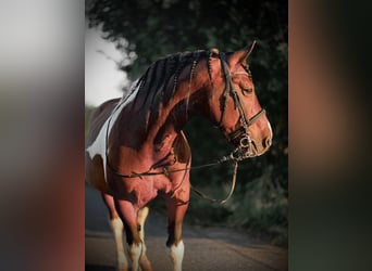 Baroque Pinto, Gelding, 12 years, 15,2 hh, Pinto