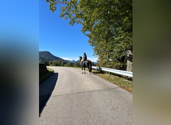 Baroque Pinto, Gelding, 12 years, 16.2 hh, Pinto