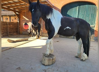 Baroque Pinto, Gelding, 12 years, 16.2 hh, Tobiano-all-colors