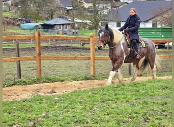 Baroque Pinto, Gelding, 12 years, 16 hh, Pinto