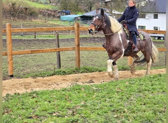 Baroque Pinto, Gelding, 12 years, 16 hh, Pinto