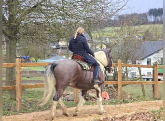 Baroque Pinto, Gelding, 12 years, 16 hh, Pinto