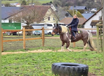 Baroque Pinto, Gelding, 12 years, 16 hh, Pinto