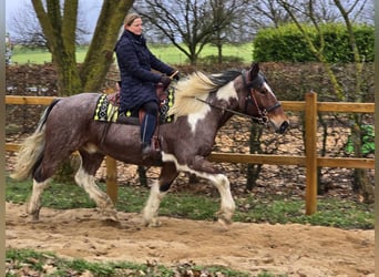 Baroque Pinto, Gelding, 12 years, 16 hh, Pinto