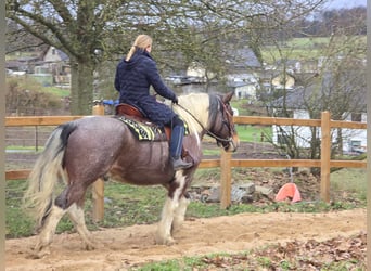 Baroque Pinto, Gelding, 12 years, 16 hh, Pinto