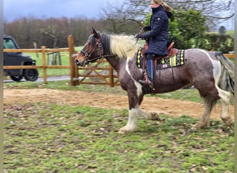 Baroque Pinto, Gelding, 12 years, 16 hh, Pinto