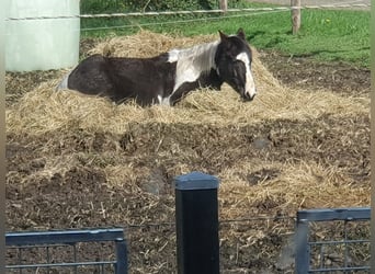 Baroque Pinto Mix, Gelding, 13 years, 14.1 hh
